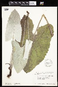 Petasites frigidus var. sagittatus image