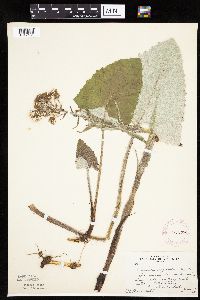 Petasites frigidus var. sagittatus image