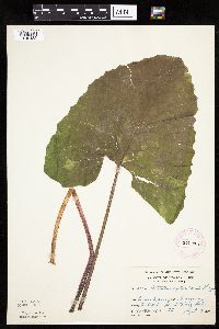 Petasites frigidus var. sagittatus image