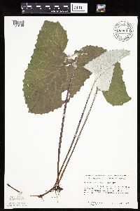 Petasites frigidus var. sagittatus image