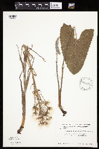 Petasites frigidus var. sagittatus image