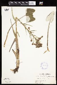 Petasites frigidus var. sagittatus image