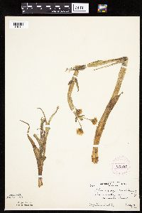 Petasites frigidus var. sagittatus image