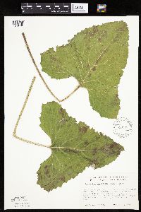 Petasites frigidus var. sagittatus image