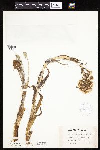Petasites frigidus var. sagittatus image