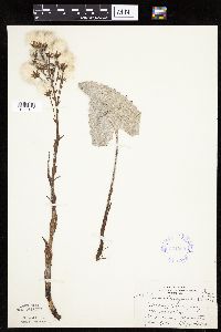 Petasites frigidus var. sagittatus image