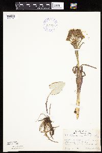 Petasites frigidus var. sagittatus image