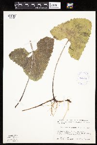 Petasites frigidus var. sagittatus image