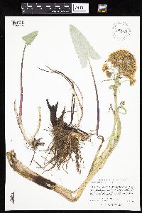 Petasites frigidus var. sagittatus image