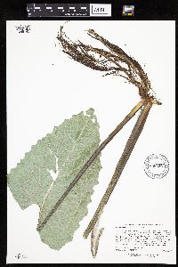 Petasites frigidus var. sagittatus image