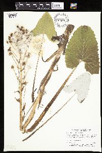 Petasites frigidus var. sagittatus image