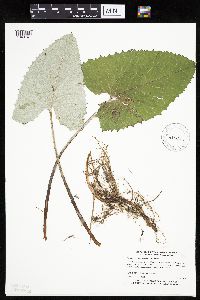 Petasites frigidus var. sagittatus image