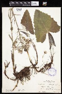 Petasites frigidus var. sagittatus image
