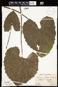 Petasites frigidus var. sagittatus image