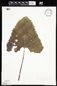 Petasites frigidus var. sagittatus image