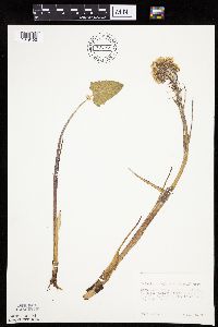 Petasites frigidus var. sagittatus image
