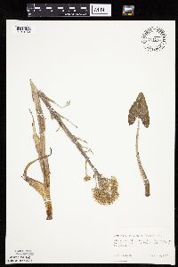 Petasites frigidus var. sagittatus image