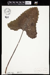 Petasites frigidus var. sagittatus image