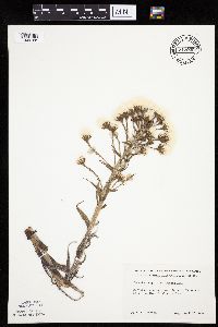 Petasites frigidus var. sagittatus image