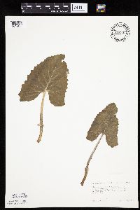 Petasites frigidus var. sagittatus image