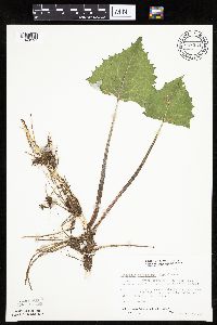 Petasites frigidus var. sagittatus image