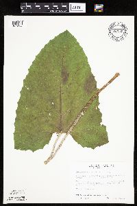 Petasites frigidus var. sagittatus image