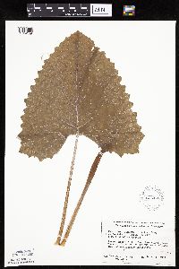 Petasites frigidus var. sagittatus image