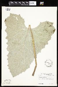 Petasites frigidus var. sagittatus image