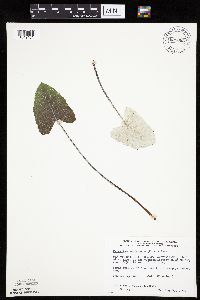 Petasites frigidus var. sagittatus image