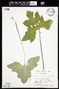Petasites frigidus var. x vitifolius image
