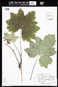 Petasites frigidus var. x vitifolius image