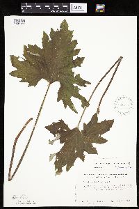 Petasites frigidus var. x vitifolius image