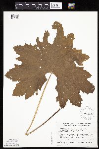 Petasites frigidus var. x vitifolius image