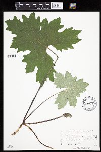 Petasites frigidus var. x vitifolius image