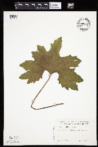 Petasites frigidus var. x vitifolius image