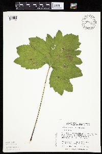 Petasites frigidus var. x vitifolius image
