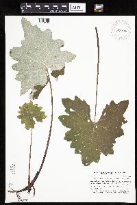 Petasites frigidus var. x vitifolius image