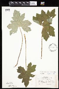 Petasites frigidus var. x vitifolius image