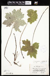 Petasites frigidus var. x vitifolius image