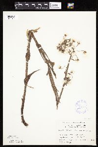 Petasites frigidus var. x vitifolius image