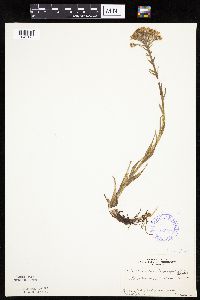 Petasites frigidus var. x vitifolius image