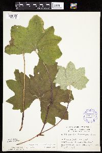 Petasites frigidus var. x vitifolius image