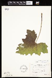 Petasites frigidus var. x vitifolius image