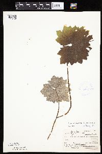 Petasites frigidus var. x vitifolius image