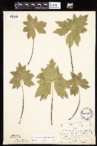 Petasites frigidus var. x vitifolius image