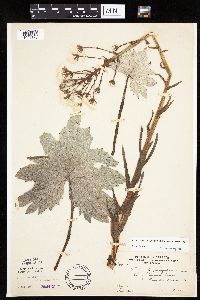 Petasites frigidus var. x vitifolius image
