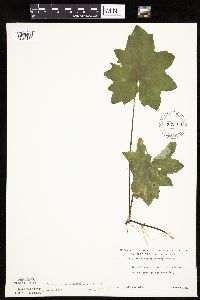 Petasites frigidus var. x vitifolius image