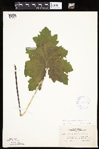 Petasites frigidus var. x vitifolius image