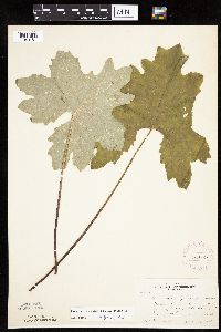 Petasites frigidus var. x vitifolius image