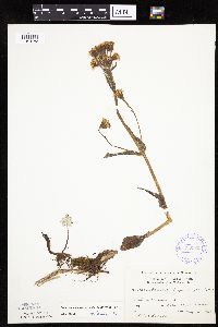 Petasites frigidus var. x vitifolius image